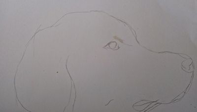 Rysunek psa